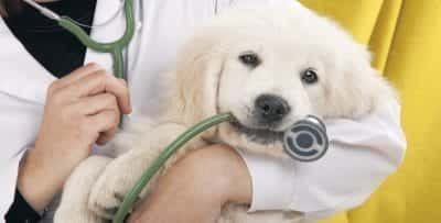 VETERINARY PRACTICE – ΣΠΥΡΟΥ ΑΓΑΠΟΥΛΑΚΗ ΜΑΡΙΝΕΛΑ – ΚΤΗΝΙΑΤΡΟΣ ΙΕΡΑΠΕΤΡΑ ΚΡΗΤΗΣ