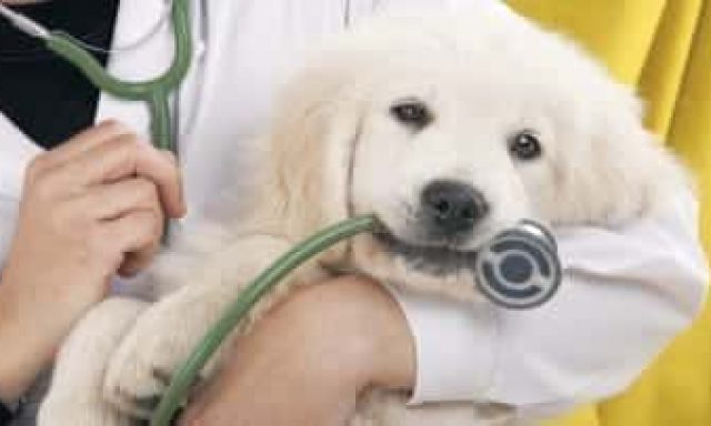 VETERINARY PRACTICE – ΣΠΥΡΟΥ ΑΓΑΠΟΥΛΑΚΗ ΜΑΡΙΝΕΛΑ – ΚΤΗΝΙΑΤΡΟΣ ΙΕΡΑΠΕΤΡΑ ΚΡΗΤΗΣ