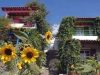 SUNFLOWERS – ΣΕΒΑΣΤΙΑΝΗ ΤΖΑΝΕΤΗ ΕΝΟΙΚΙΑΖΟΜΕΝΑ ΜΑΡΑΘΟΚΑΜΠΟΣ ΣΑΜΟΣ