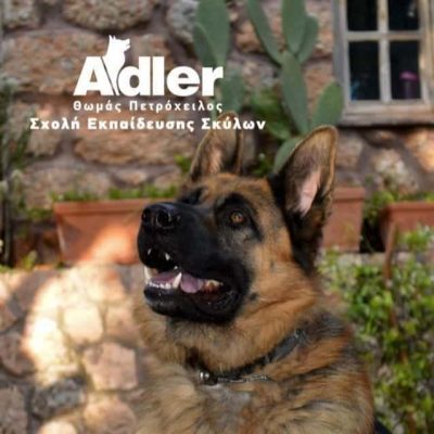 ADLER – ΕΚΤΡΟΦΕΙΑ ΣΚΥΛΩΝ ΚΡΥΟΝΕΡΙ ΑΤΤΙΚΗΣ – ΠΕΤΡΟΧΕΙΛΟΣ ΘΩΜΑΣ